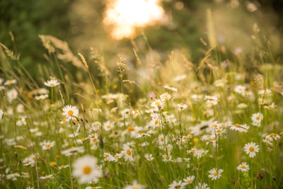 Sommarblommor